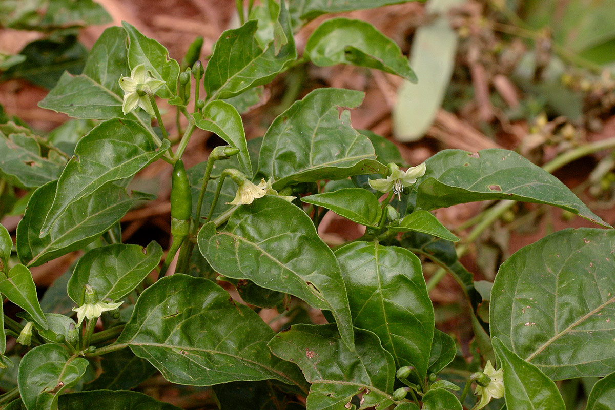 Capsicum frutescens Capsicum frutescens