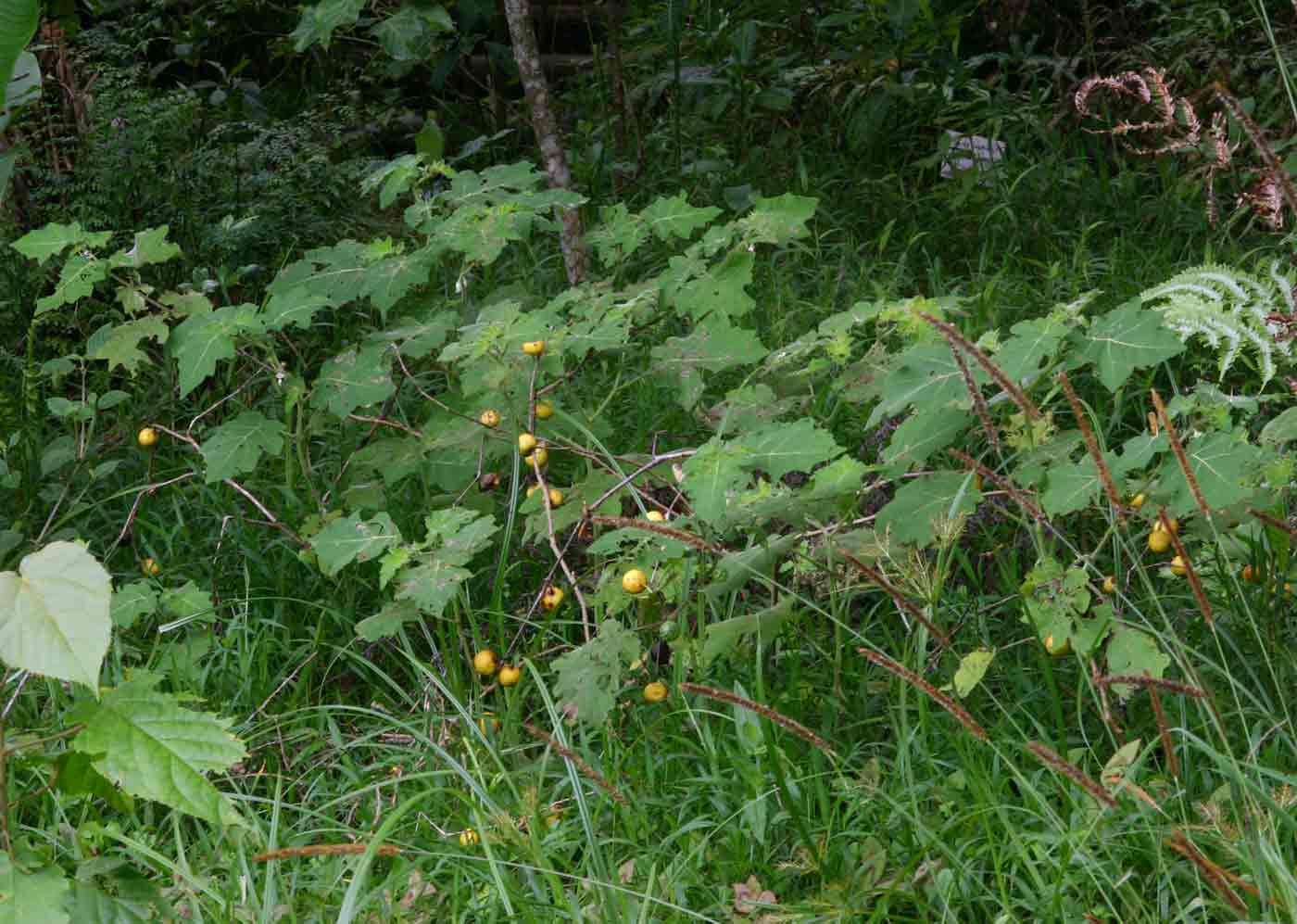 Solanum aculeatissimum Solanum aculeatissimum