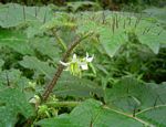 Solanum aculeatissimum