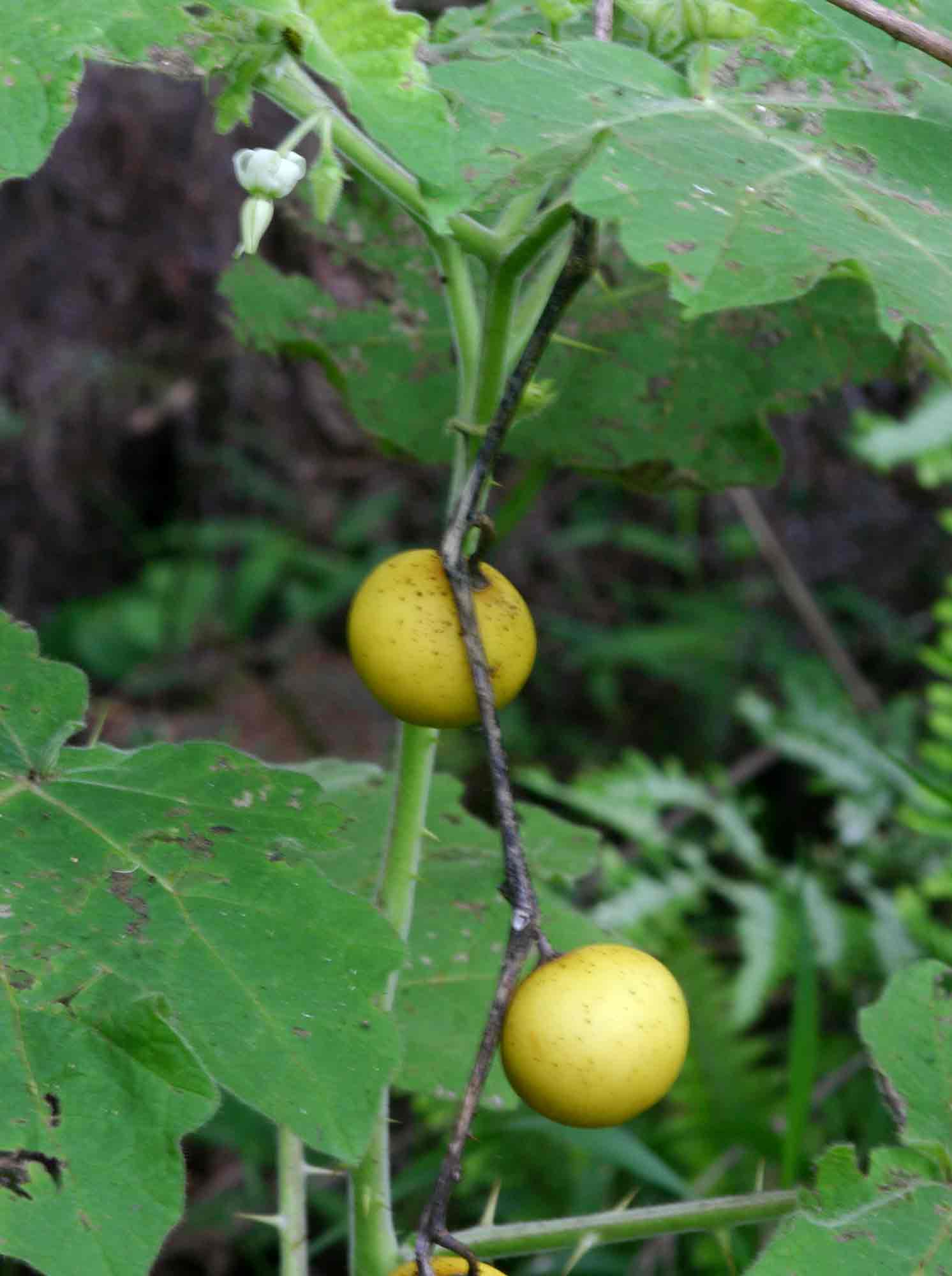Solanum aculeatissimum Solanum aculeatissimum