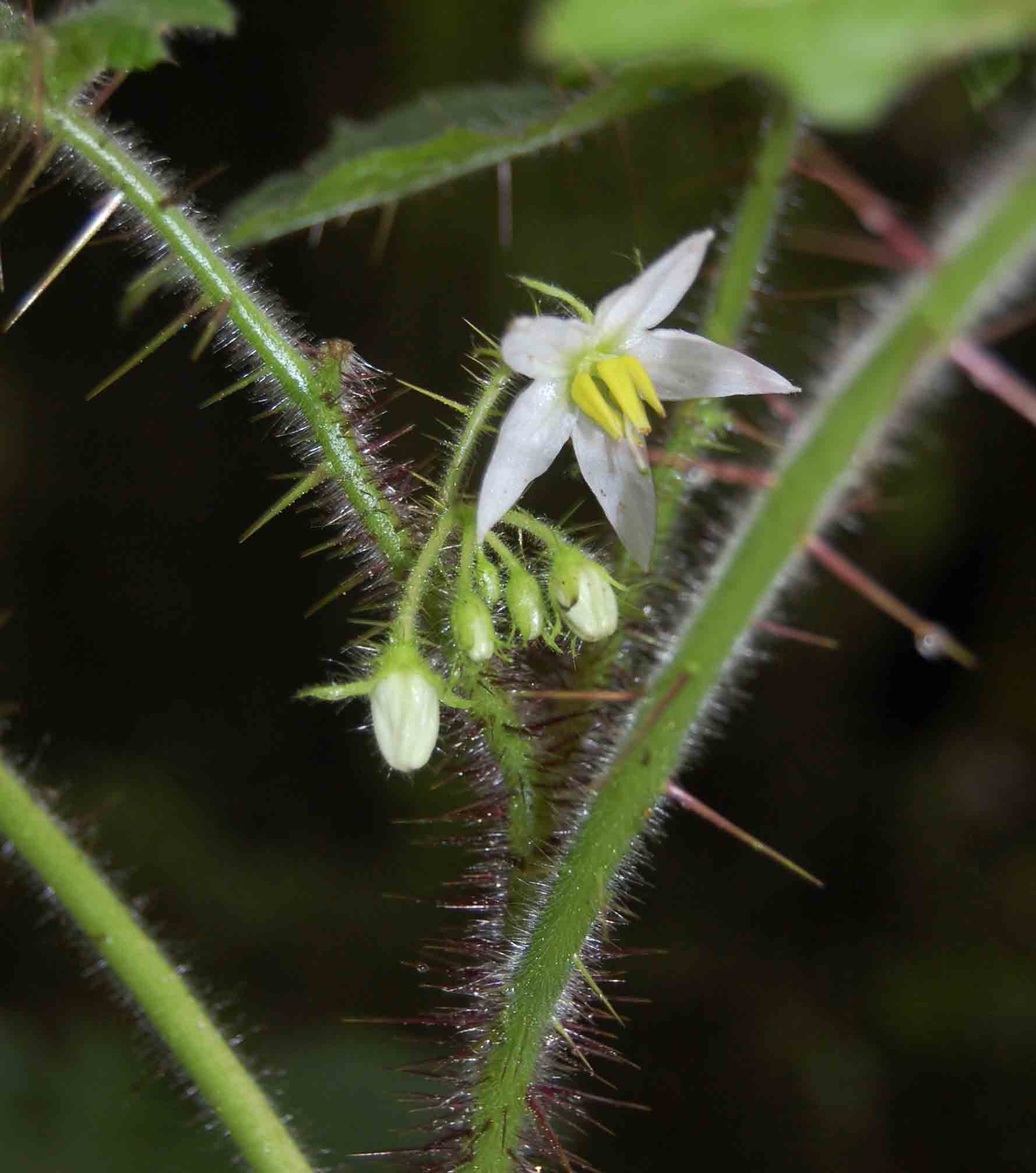 Solanum aculeatissimum Solanum aculeatissimum