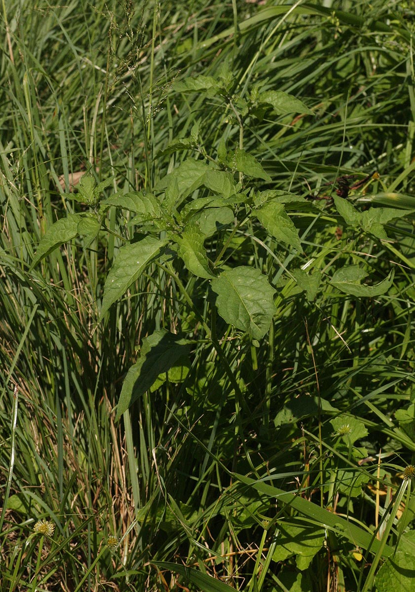 Solanum americanum Solanum americanum