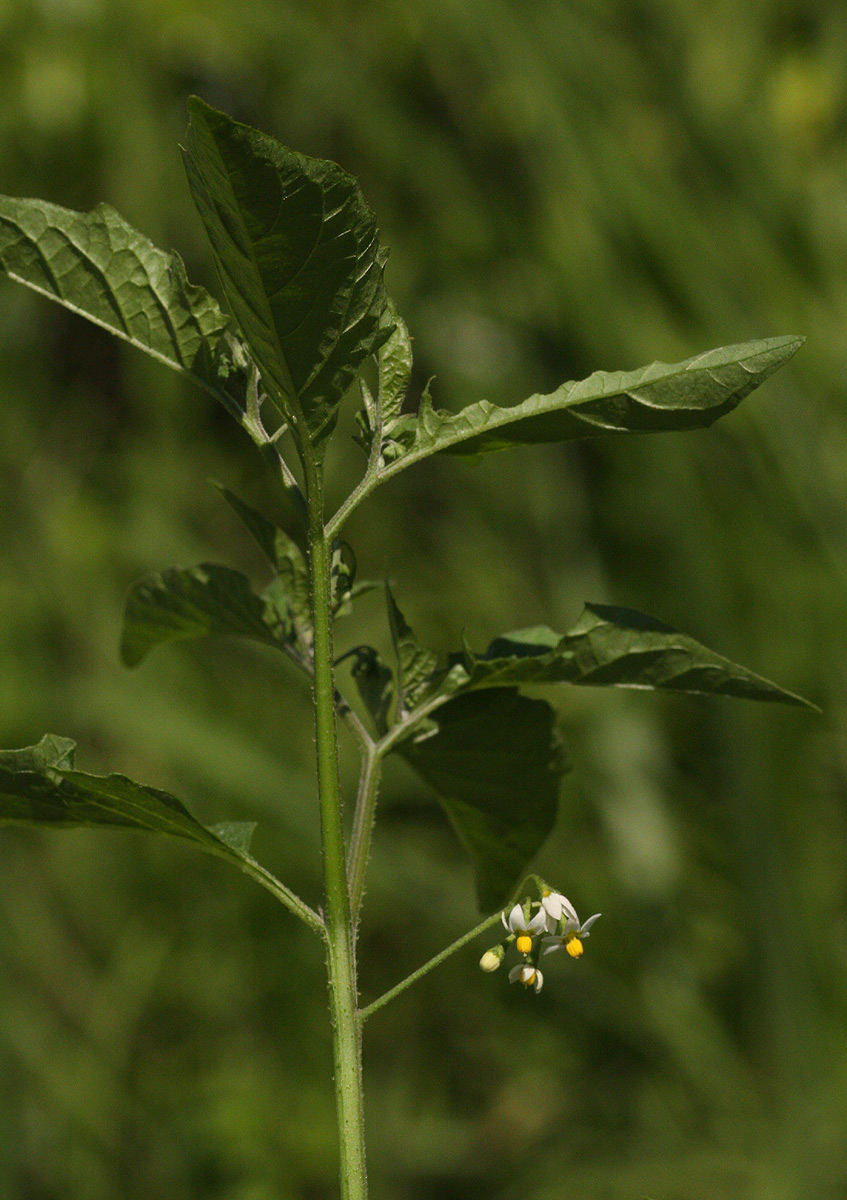 Solanum americanum Solanum americanum