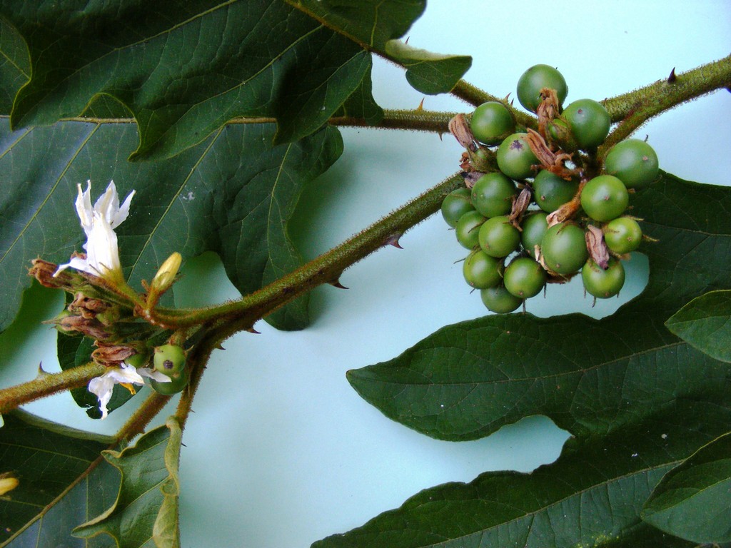 Solanum chrysotrichum Solanum chrysotrichum