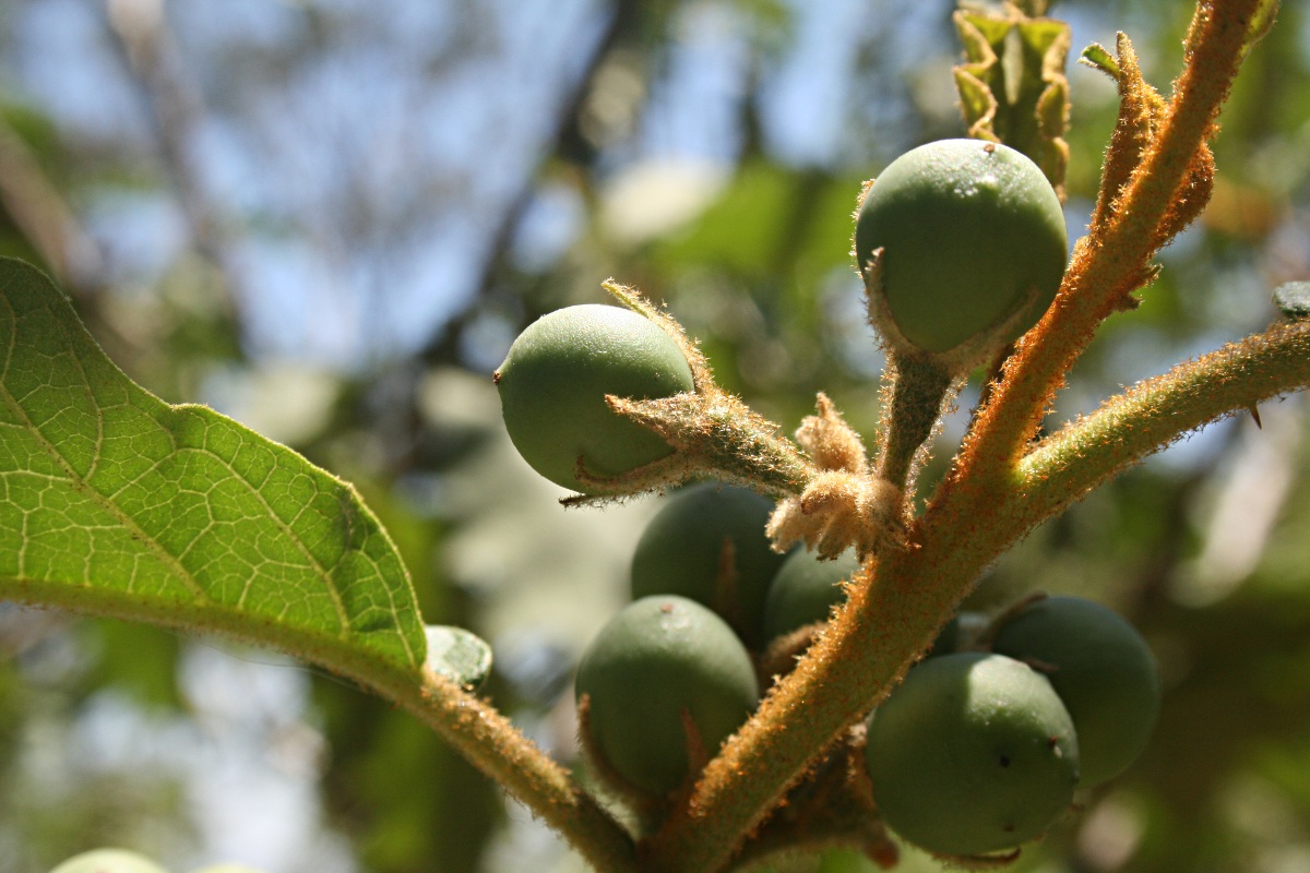 Solanum chrysotrichum Solanum chrysotrichum