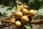 Solanum chrysotrichum