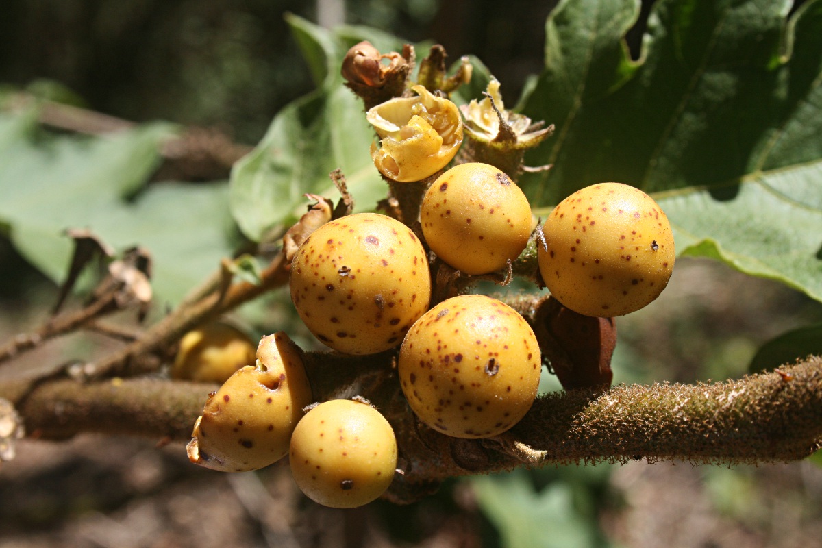 Solanum chrysotrichum Solanum chrysotrichum