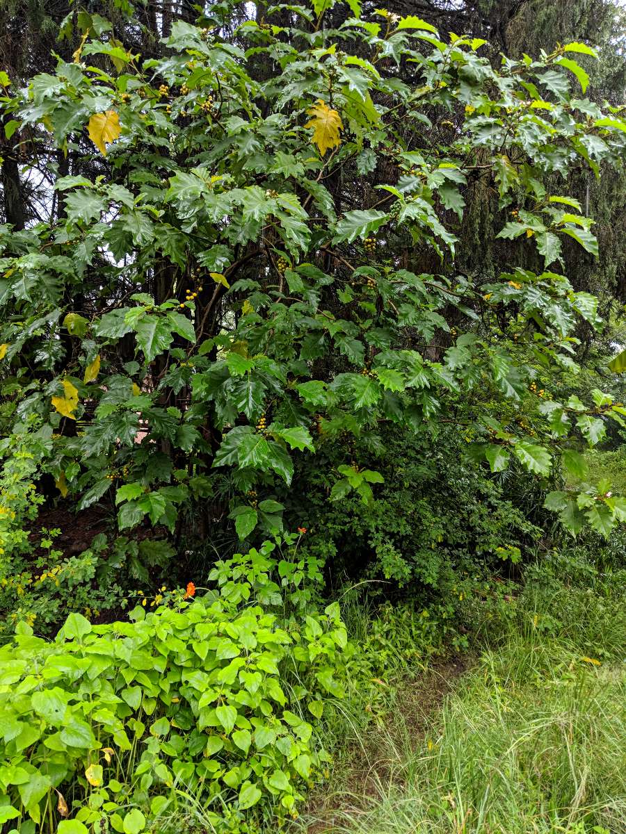 Solanum chrysotrichum Solanum chrysotrichum