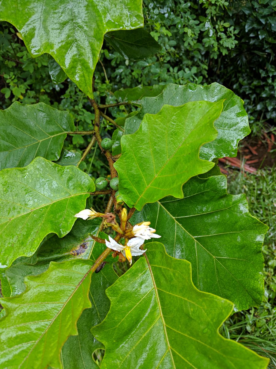Solanum chrysotrichum Solanum chrysotrichum