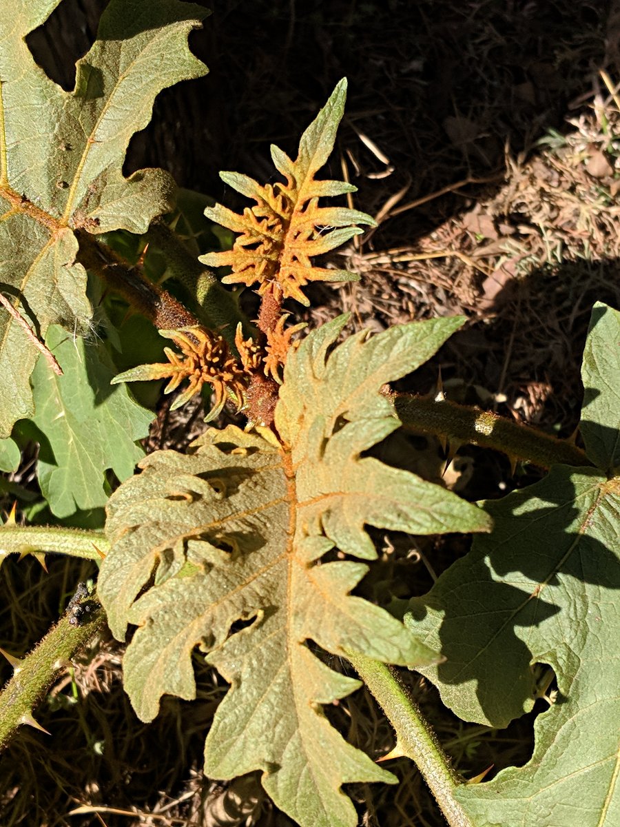 Solanum chrysotrichum Solanum chrysotrichum