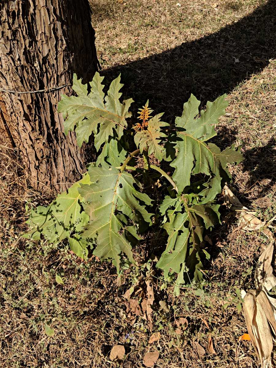 Solanum chrysotrichum Solanum chrysotrichum
