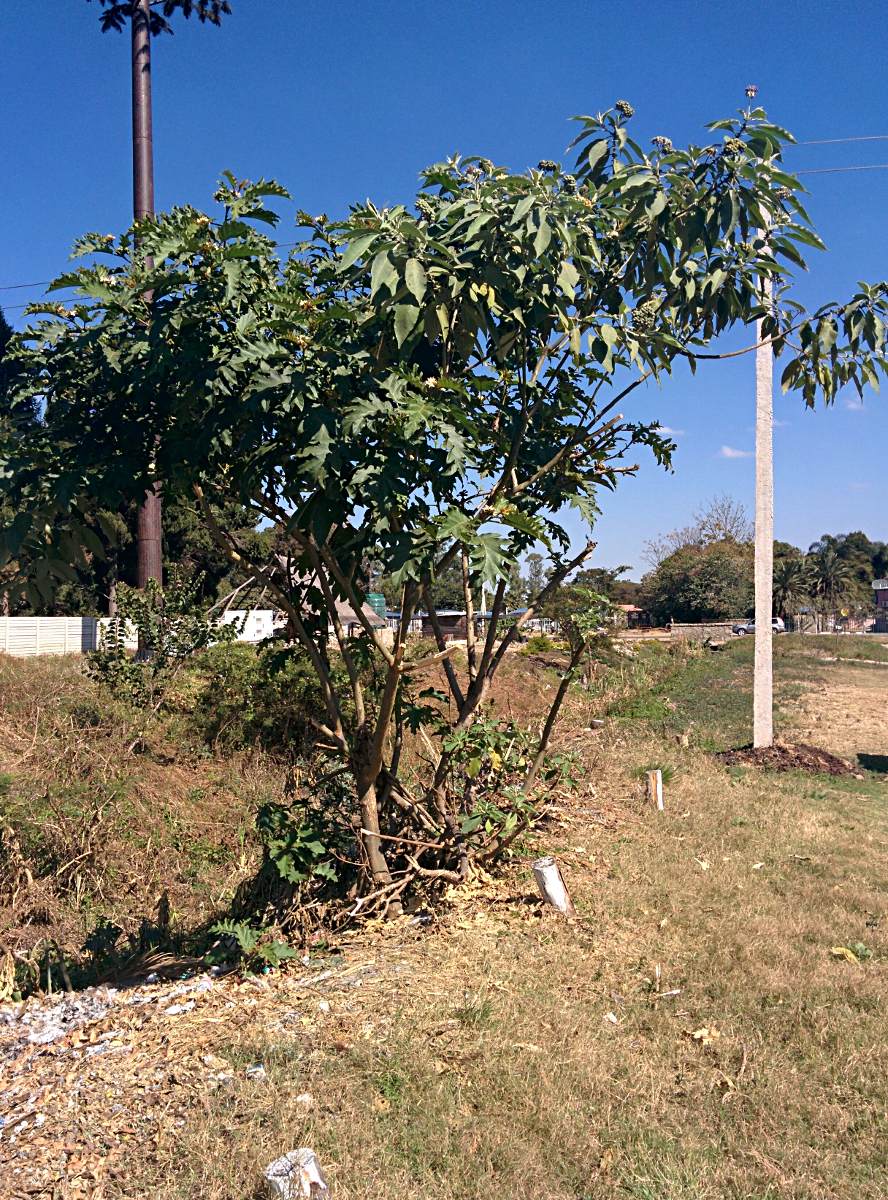 Solanum chrysotrichum Solanum chrysotrichum