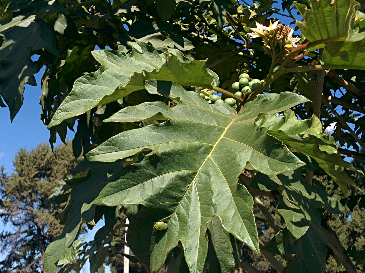 Solanum chrysotrichum Solanum chrysotrichum