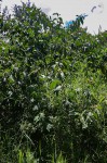 Solanum chrysotrichum