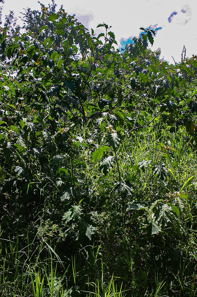 Solanum chrysotrichum Solanum chrysotrichum