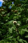 Solanum chrysotrichum