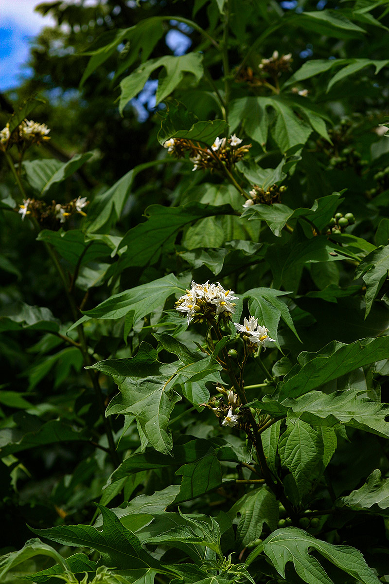 Solanum chrysotrichum Solanum chrysotrichum
