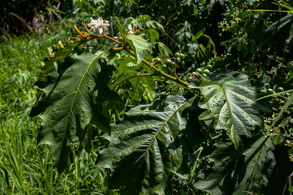Solanum chrysotrichum Solanum chrysotrichum