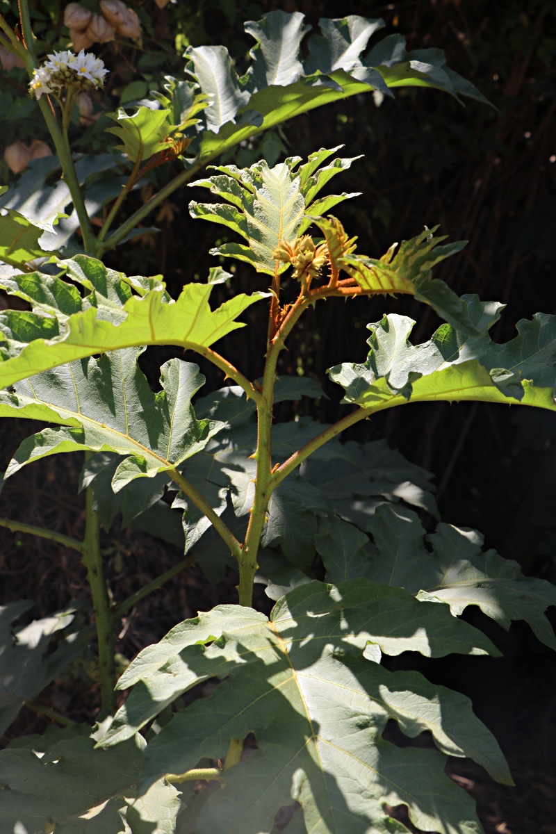 Solanum chrysotrichum Solanum chrysotrichum