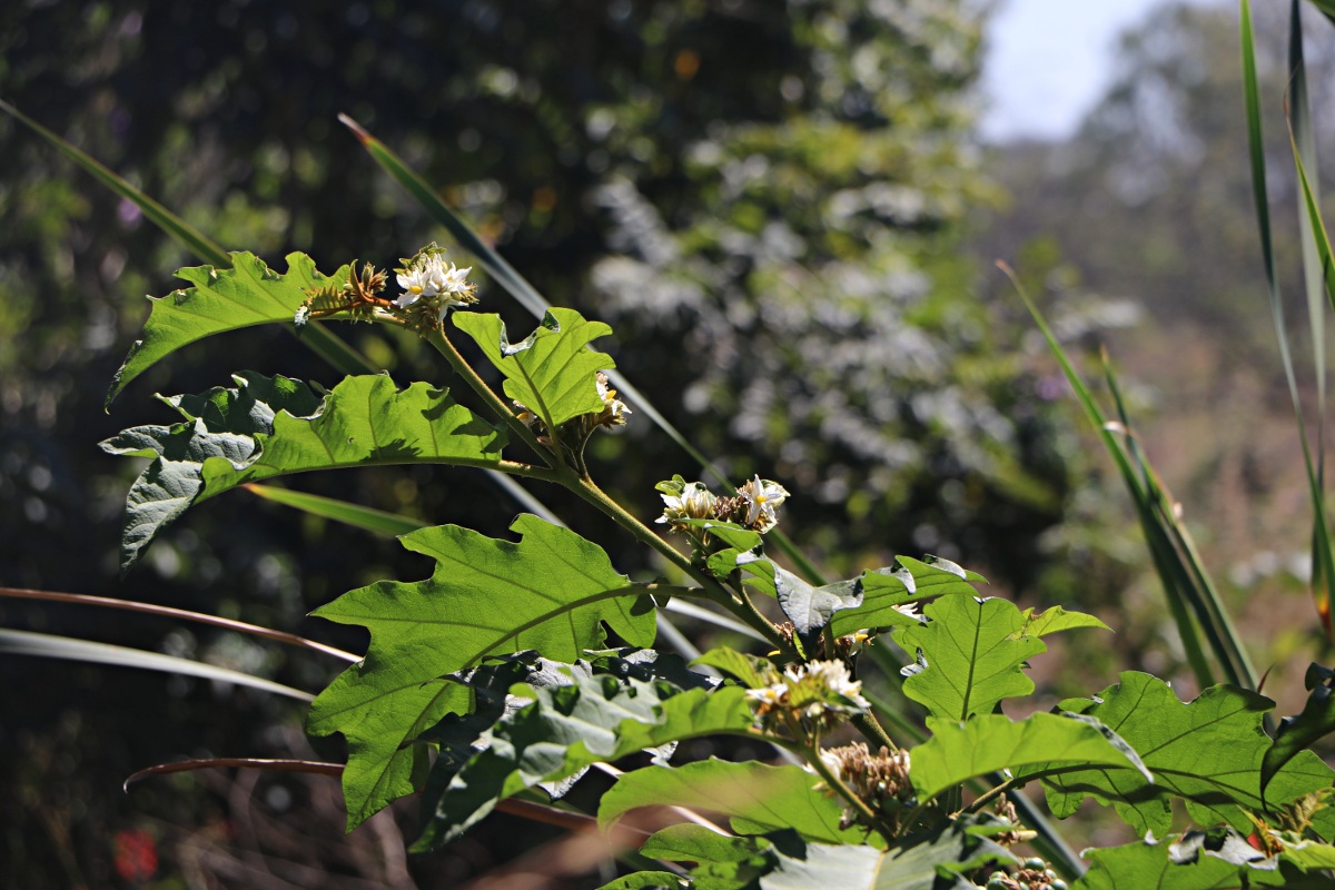 Solanum chrysotrichum Solanum chrysotrichum