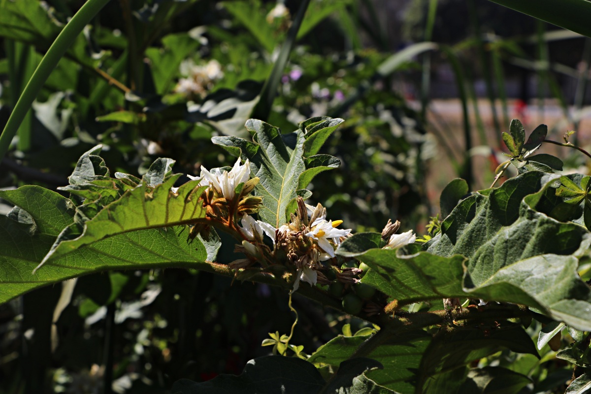 Solanum chrysotrichum Solanum chrysotrichum