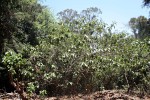 Solanum chrysotrichum