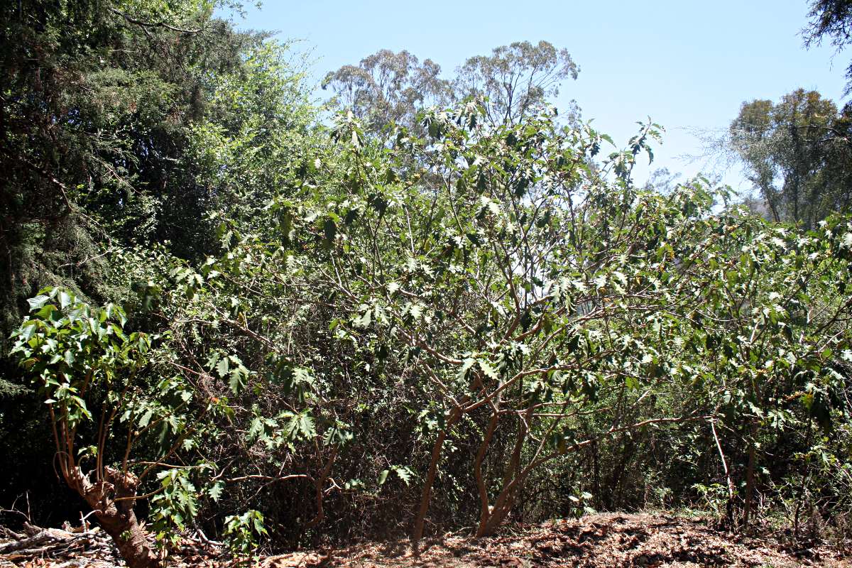 Solanum chrysotrichum Solanum chrysotrichum