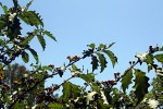 Solanum chrysotrichum