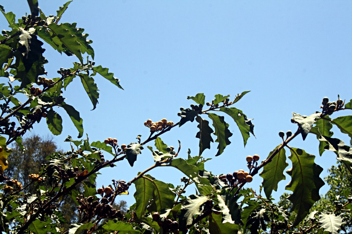 Solanum chrysotrichum Solanum chrysotrichum
