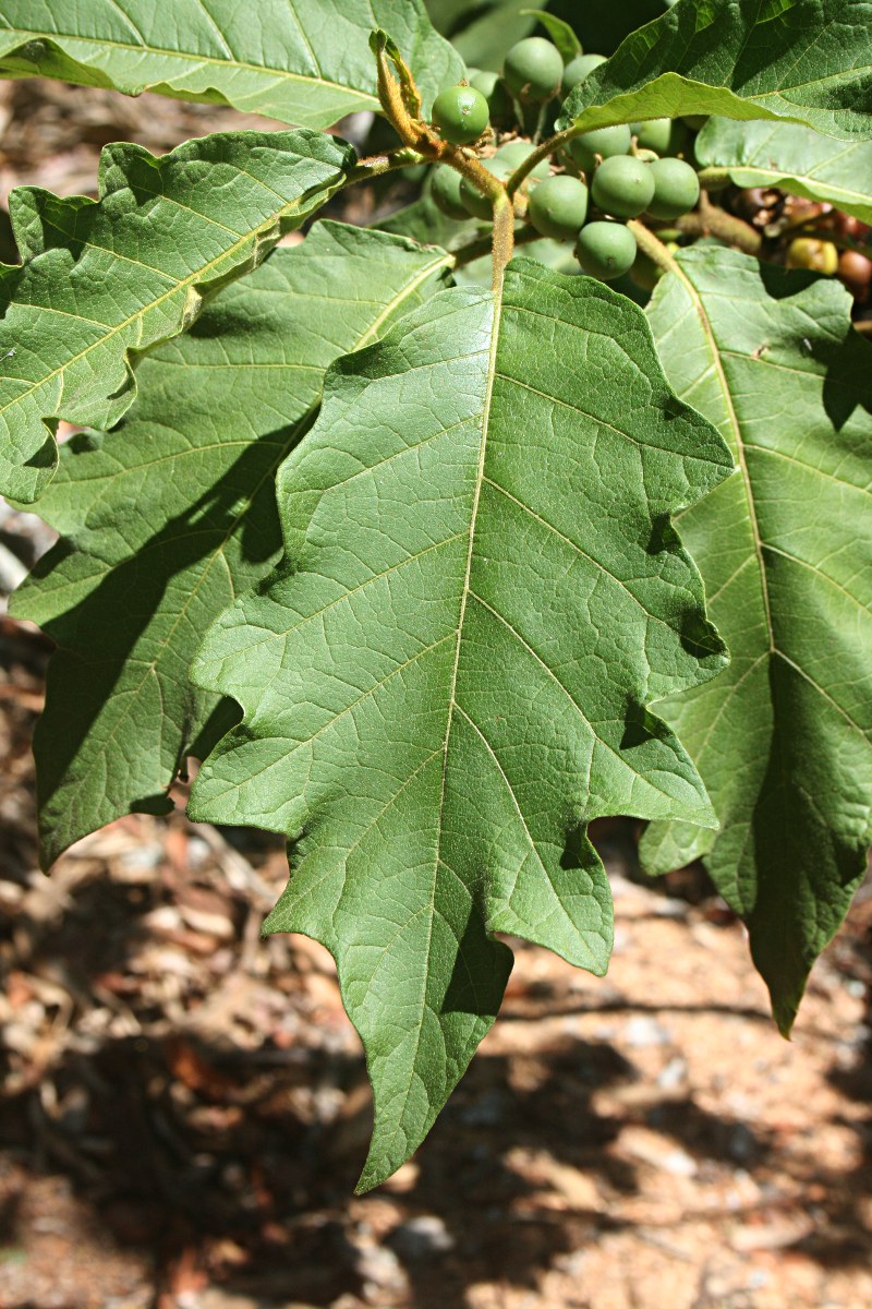 Solanum chrysotrichum Solanum chrysotrichum