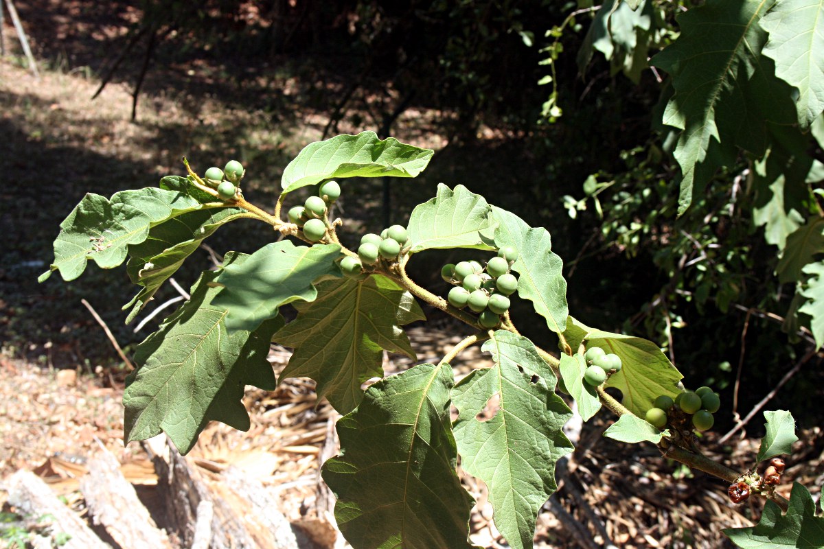 Solanum chrysotrichum Solanum chrysotrichum