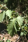Solanum chrysotrichum