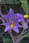 Solanum campylacanthum 'panduriforme type'