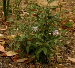 Solanum campylacanthum 'panduriforme type'