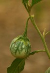 Solanum campylacanthum 'panduriforme type'