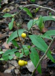 Solanum campylacanthum 'panduriforme type'