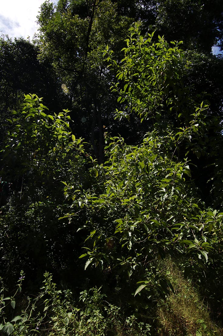 Solanum giganteum Solanum giganteum