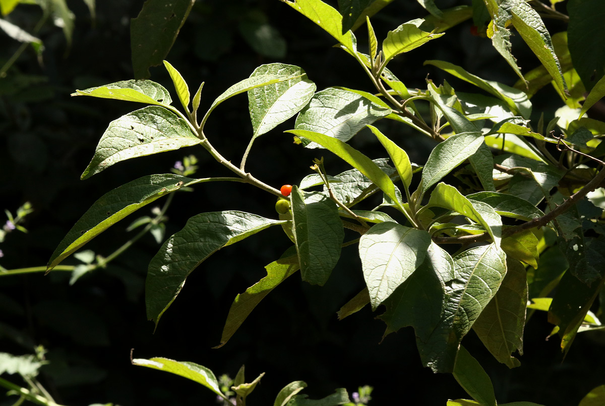 Solanum giganteum Solanum giganteum
