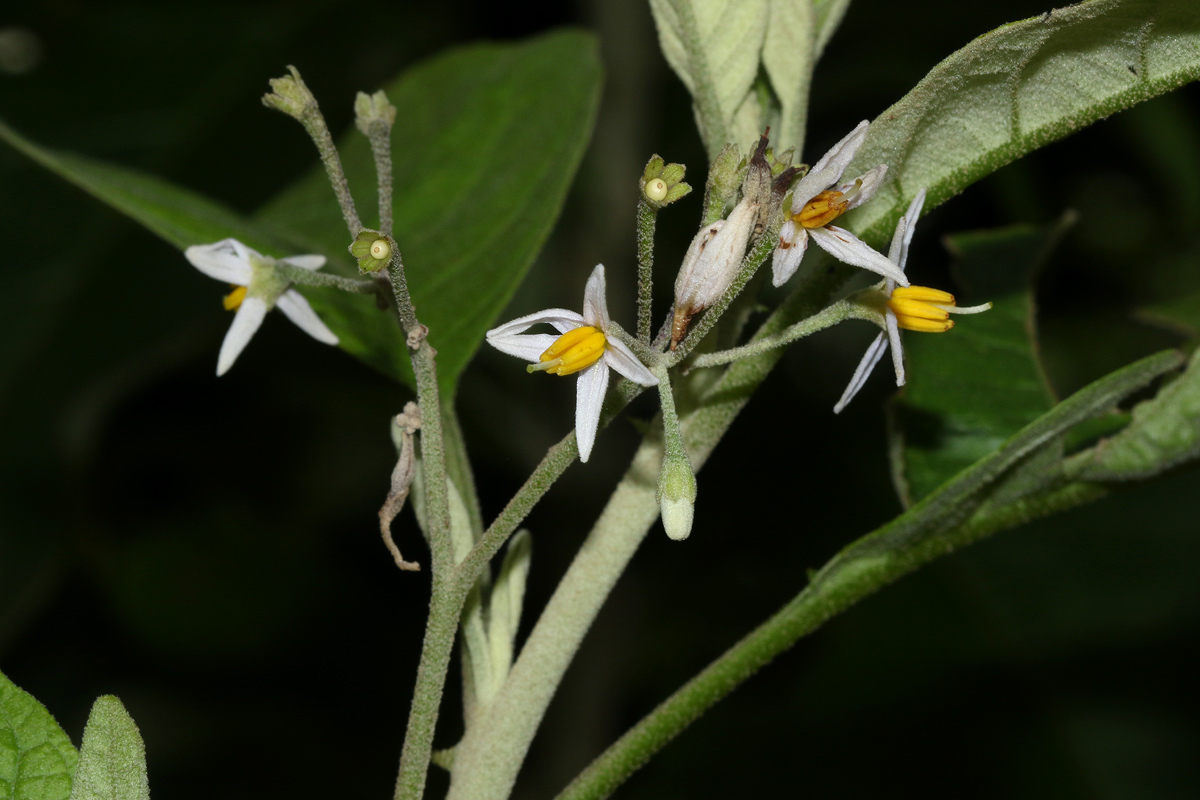 Solanum giganteum Solanum giganteum