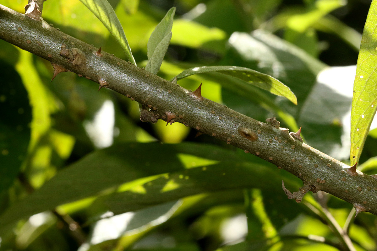 Solanum giganteum Solanum giganteum