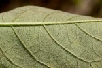 Solanum giganteum