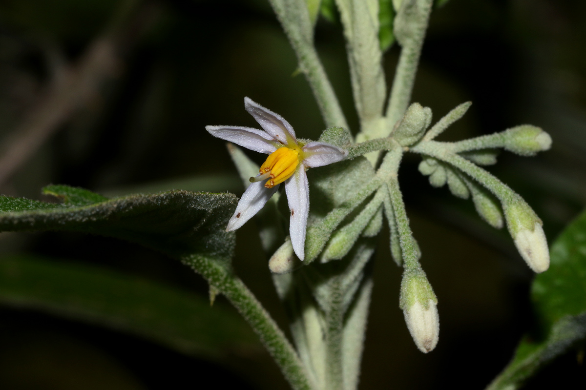Solanum giganteum Solanum giganteum