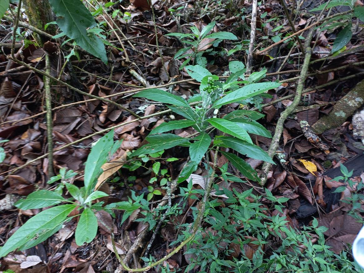 Solanum giganteum Solanum giganteum