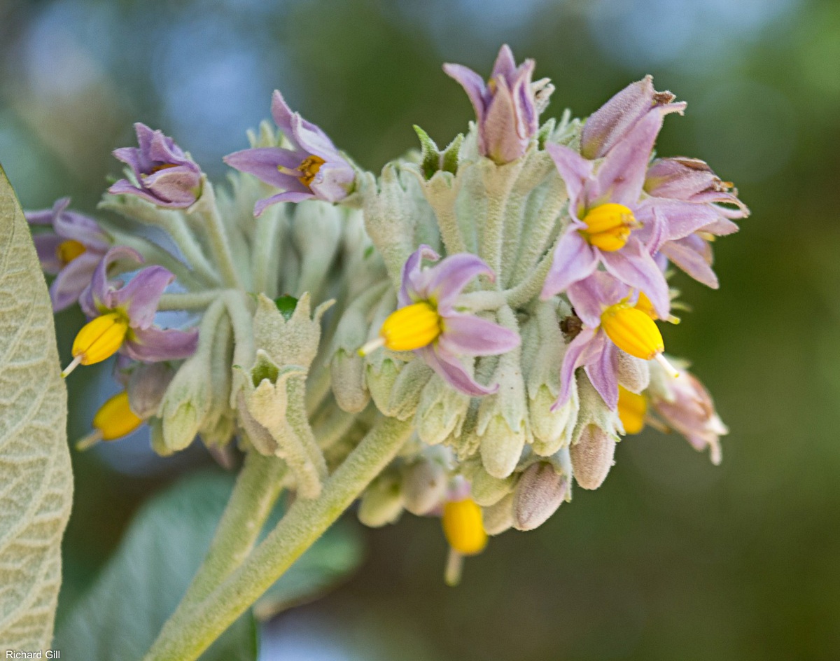 Solanum giganteum Solanum giganteum
