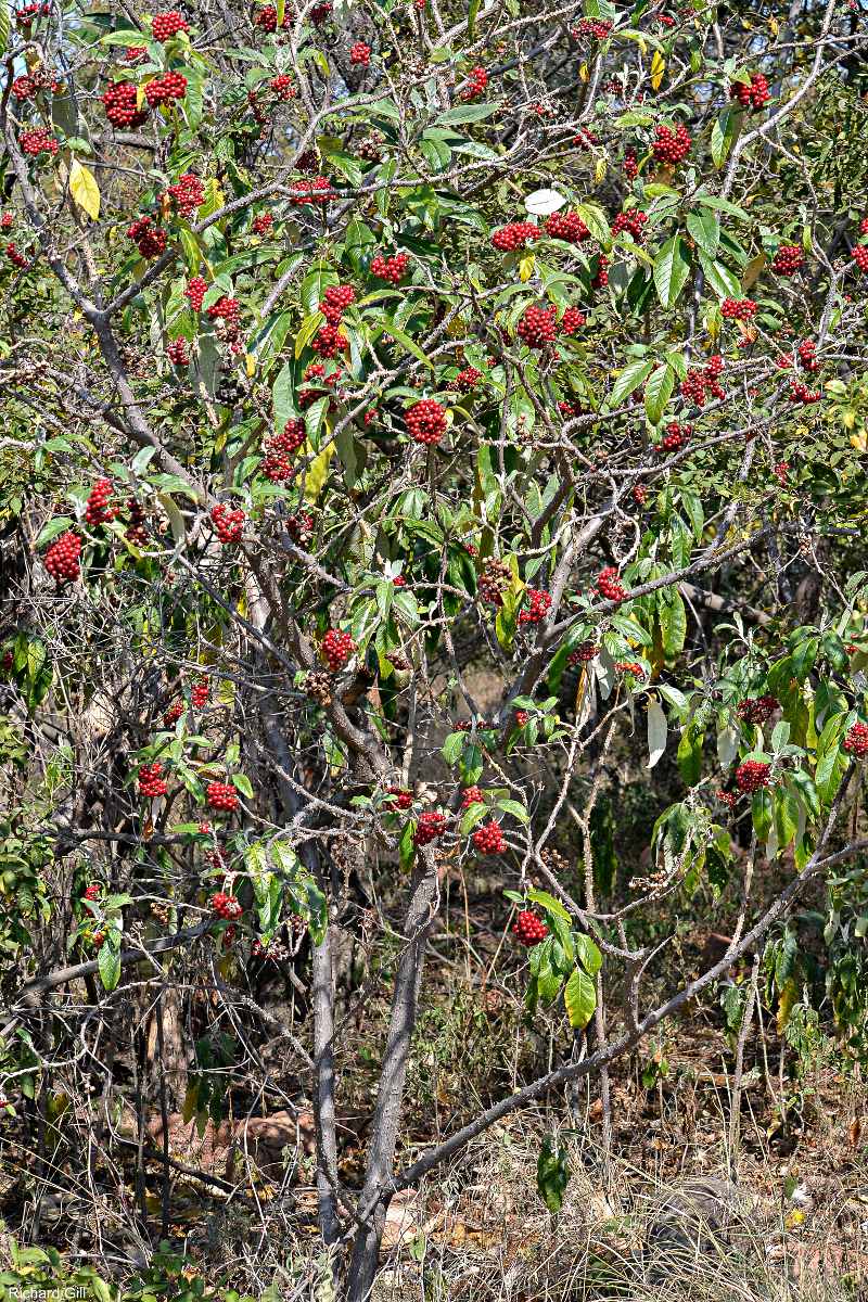 Solanum giganteum Solanum giganteum