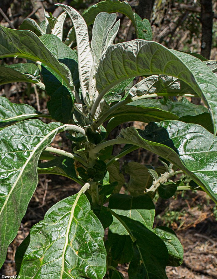 Solanum giganteum Solanum giganteum