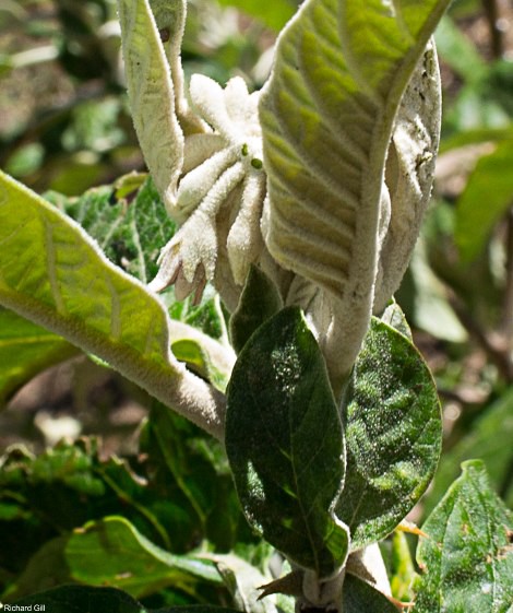 Solanum giganteum Solanum giganteum