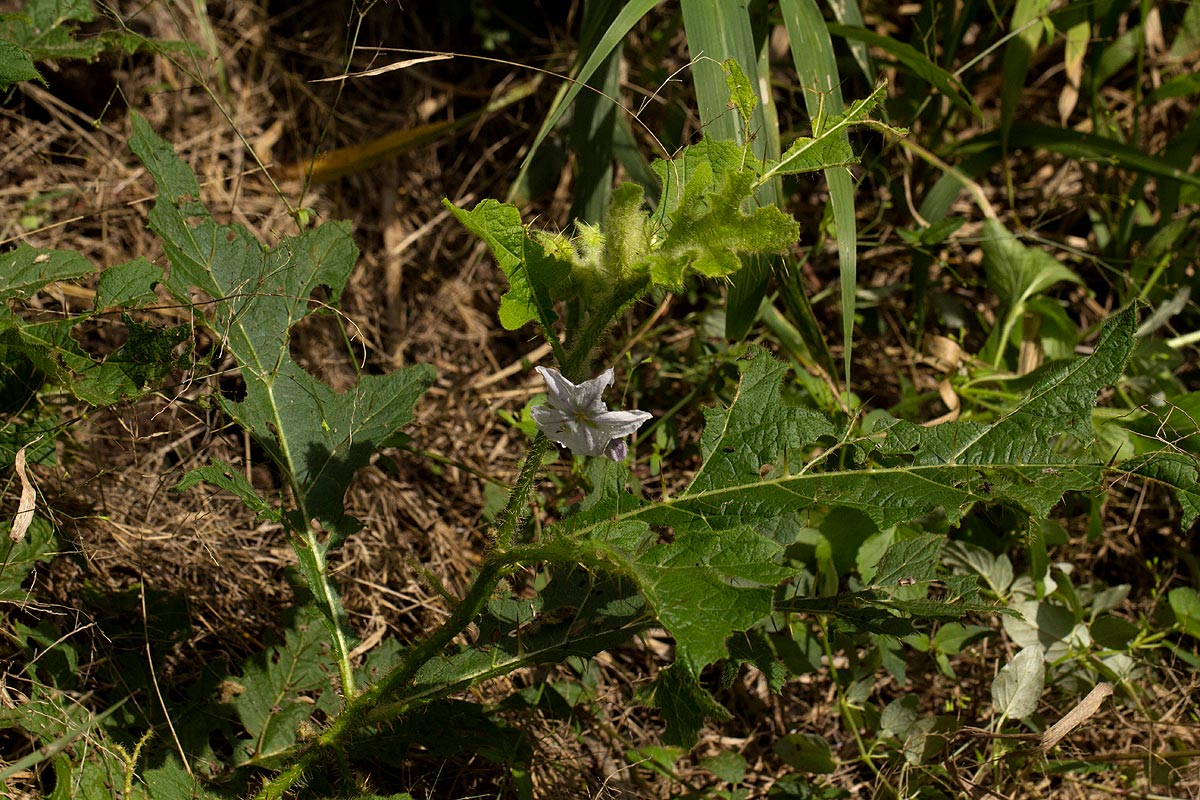 Solanum macrocarpon Solanum macrocarpon