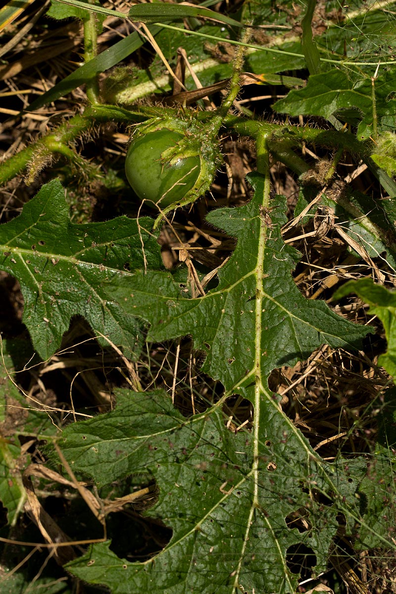 Solanum macrocarpon Solanum macrocarpon