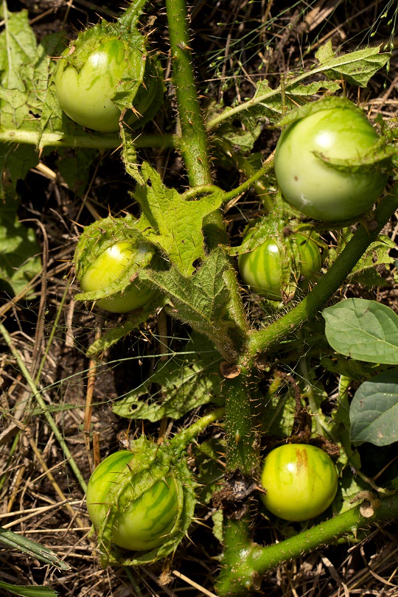 Solanum macrocarpon Solanum macrocarpon